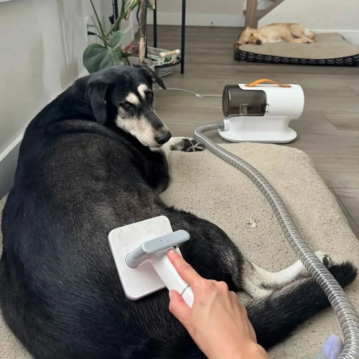 Vacuum Cleaner Cat Comb Trimmer Brush Shaver Hair Removal Pet Hair Clipper Dog Grooming Kit